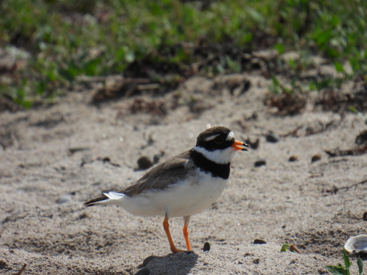Common Ringed Plover - ML616012538