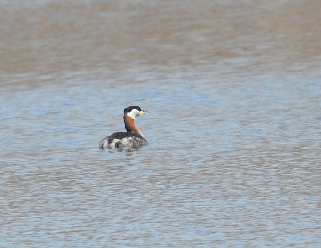 Red-necked Grebe - ML616012576