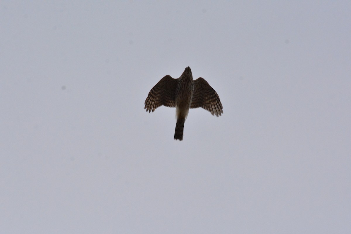 Sharp-shinned Hawk (Northern) - ML616012577