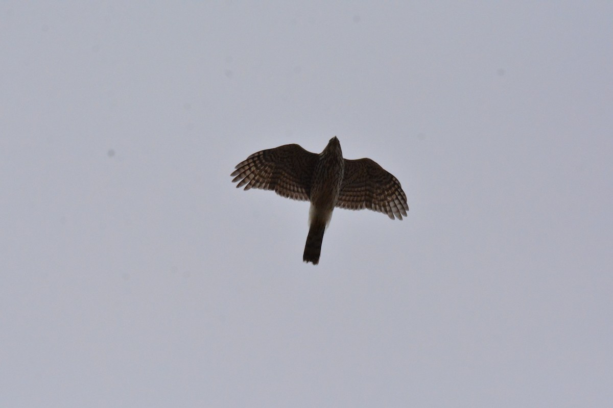 Sharp-shinned Hawk (Northern) - ML616012578