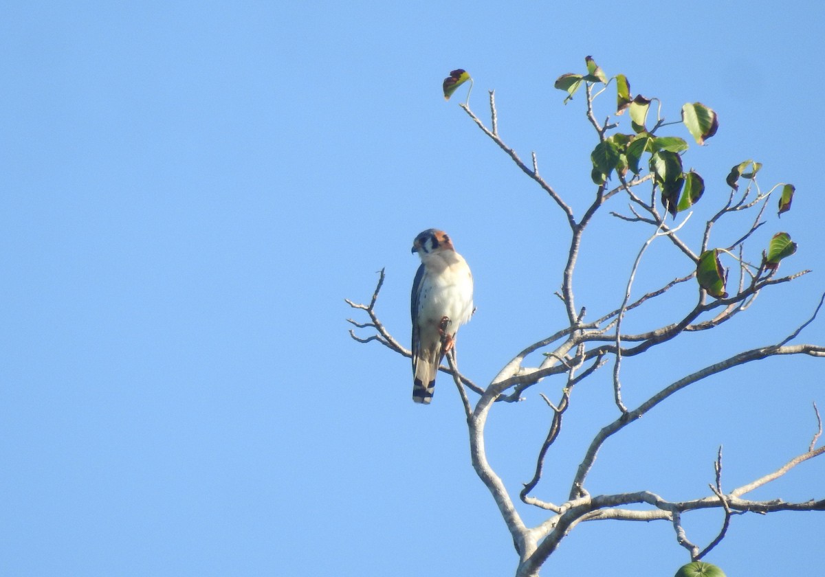 American Kestrel - ML616012587