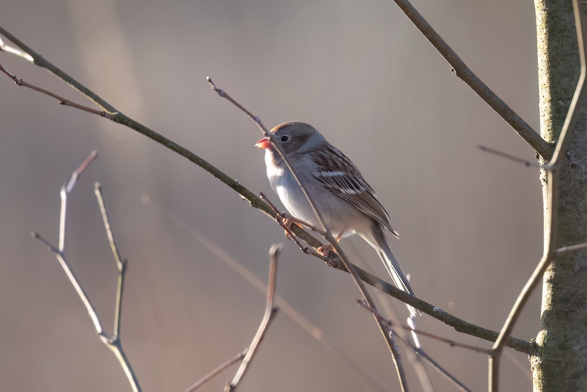 Field Sparrow - ML616012613