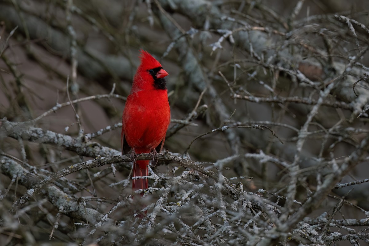 Northern Cardinal - ML616012626