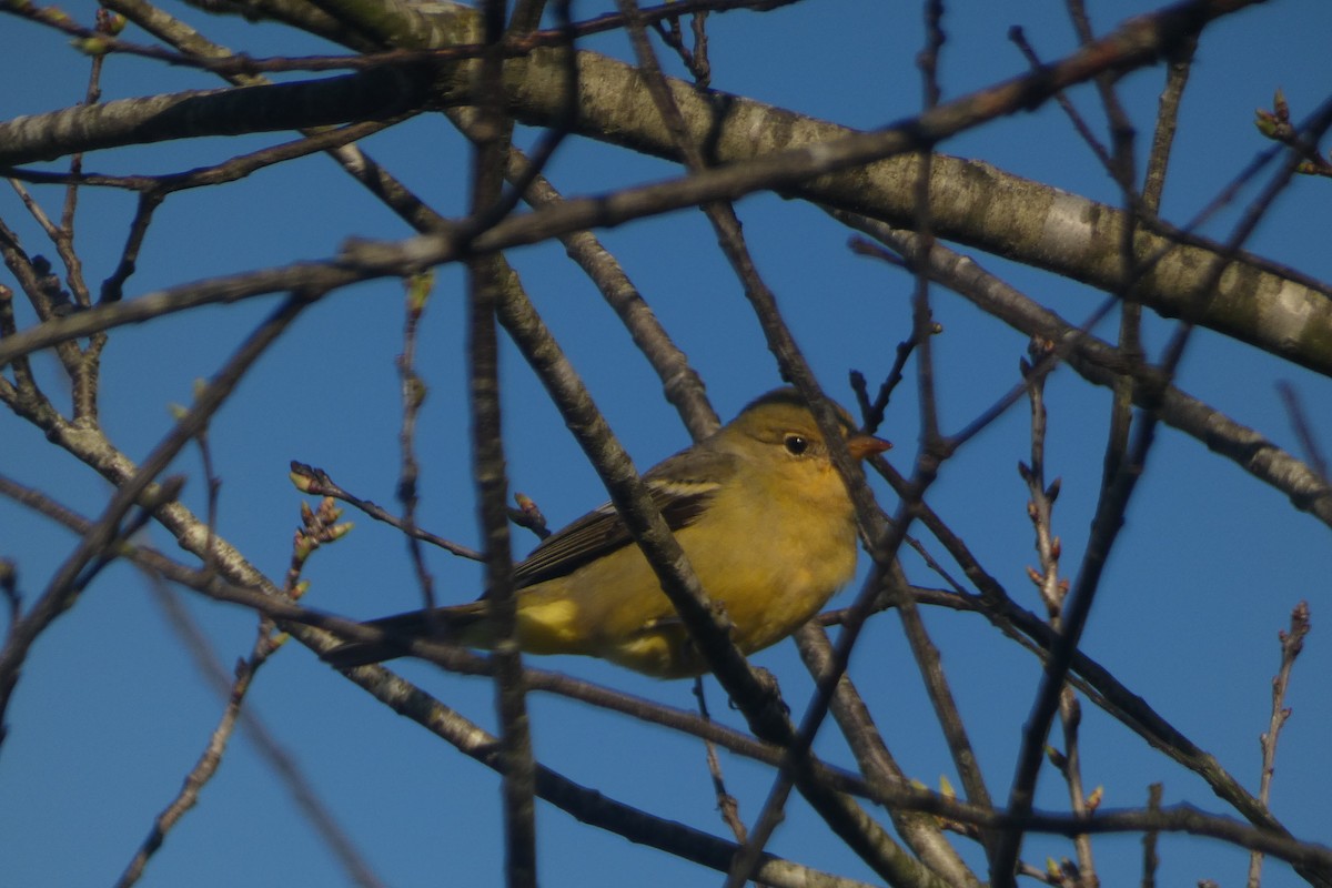 Western Tanager - ML616012641