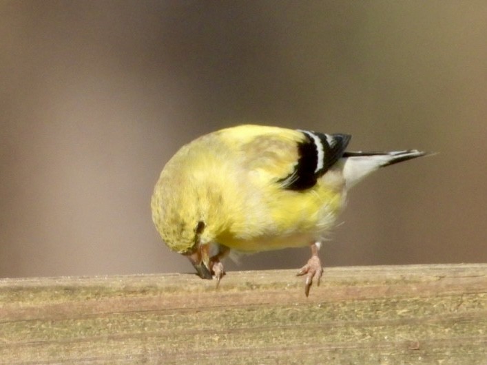 American Goldfinch - ML616012691