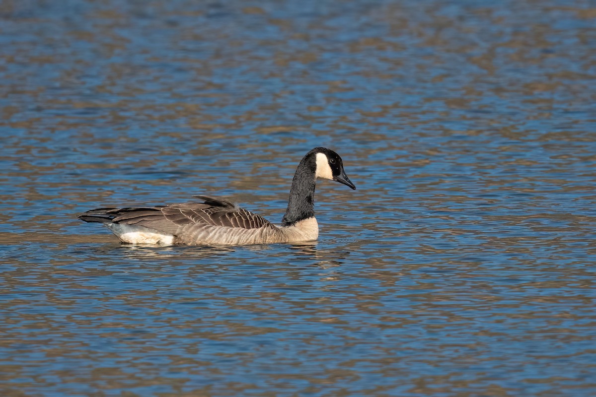 Canada Goose - ML616012692