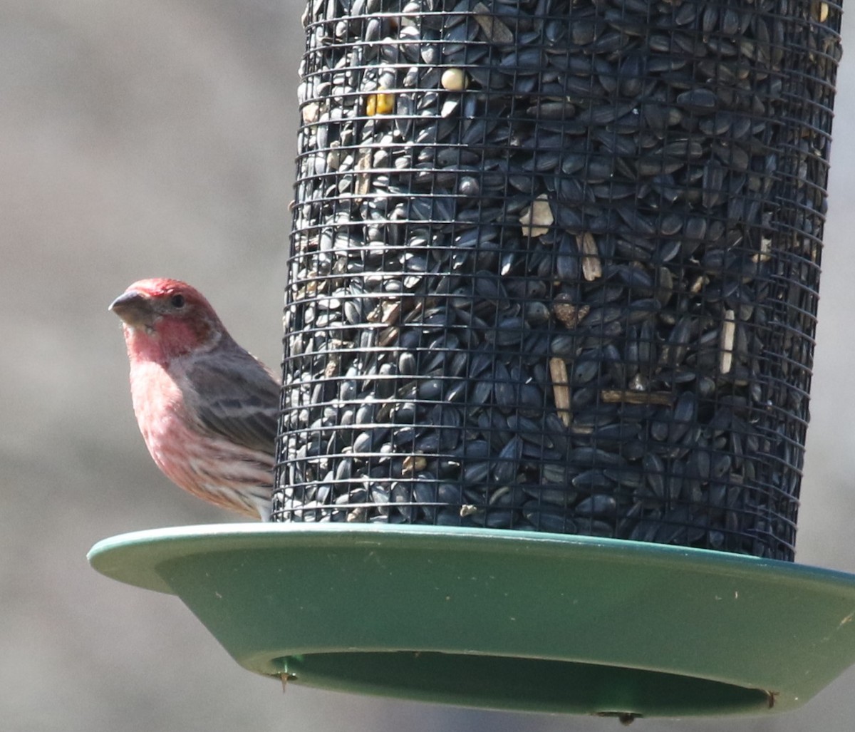 House Finch - ML616012731