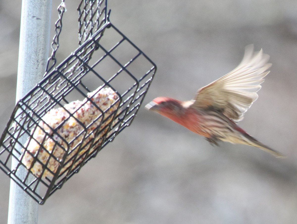 House Finch - ML616012732