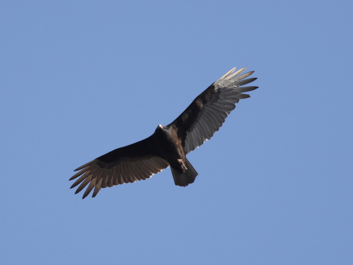 Turkey Vulture - ML616012761