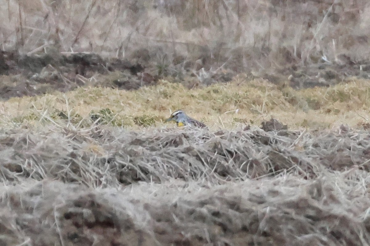 Eastern Meadowlark - ML616012819