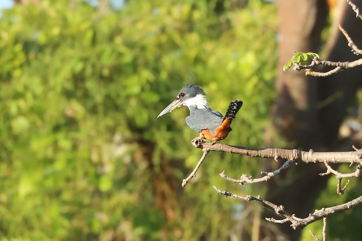 Ringed Kingfisher - William Hull