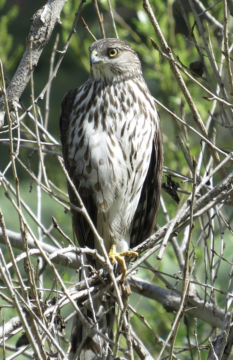 Cooper's Hawk - ML616012861