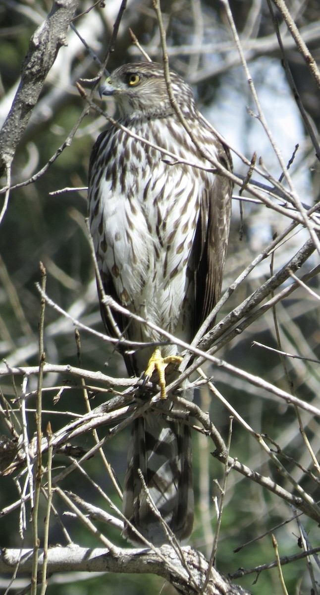 Cooper's Hawk - Thomas Wurster