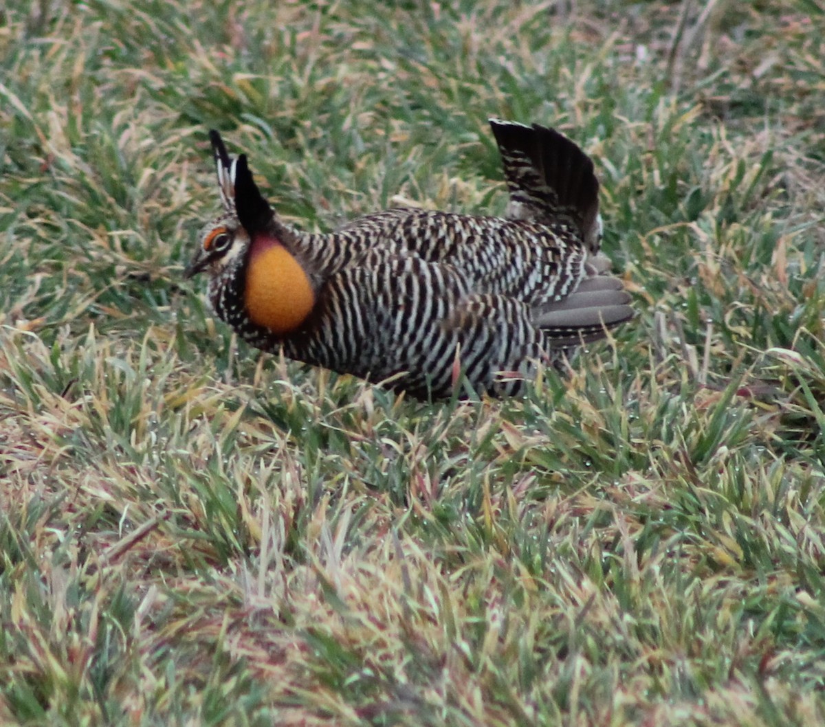 Greater Prairie-Chicken - ML616012866