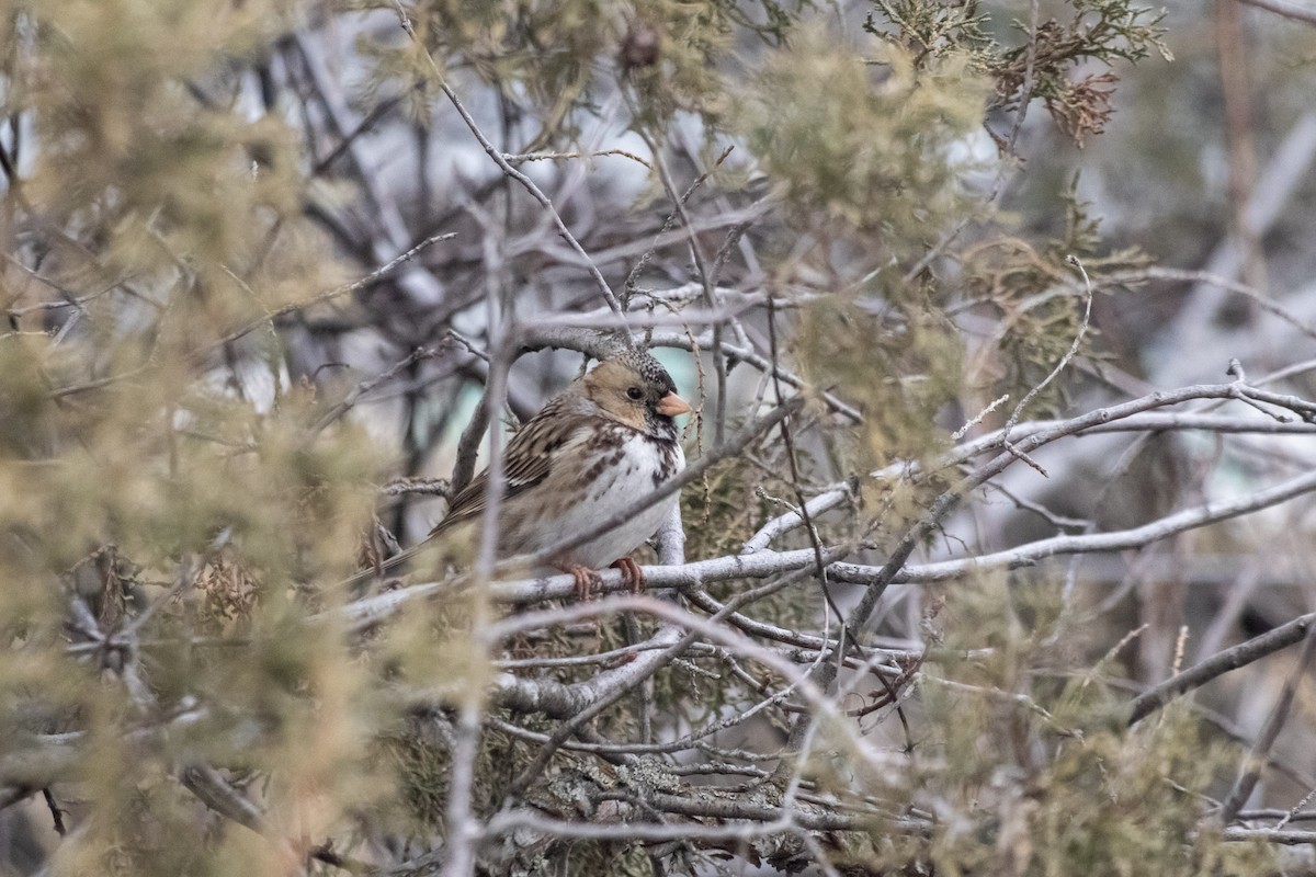 Harris's Sparrow - ML616012868