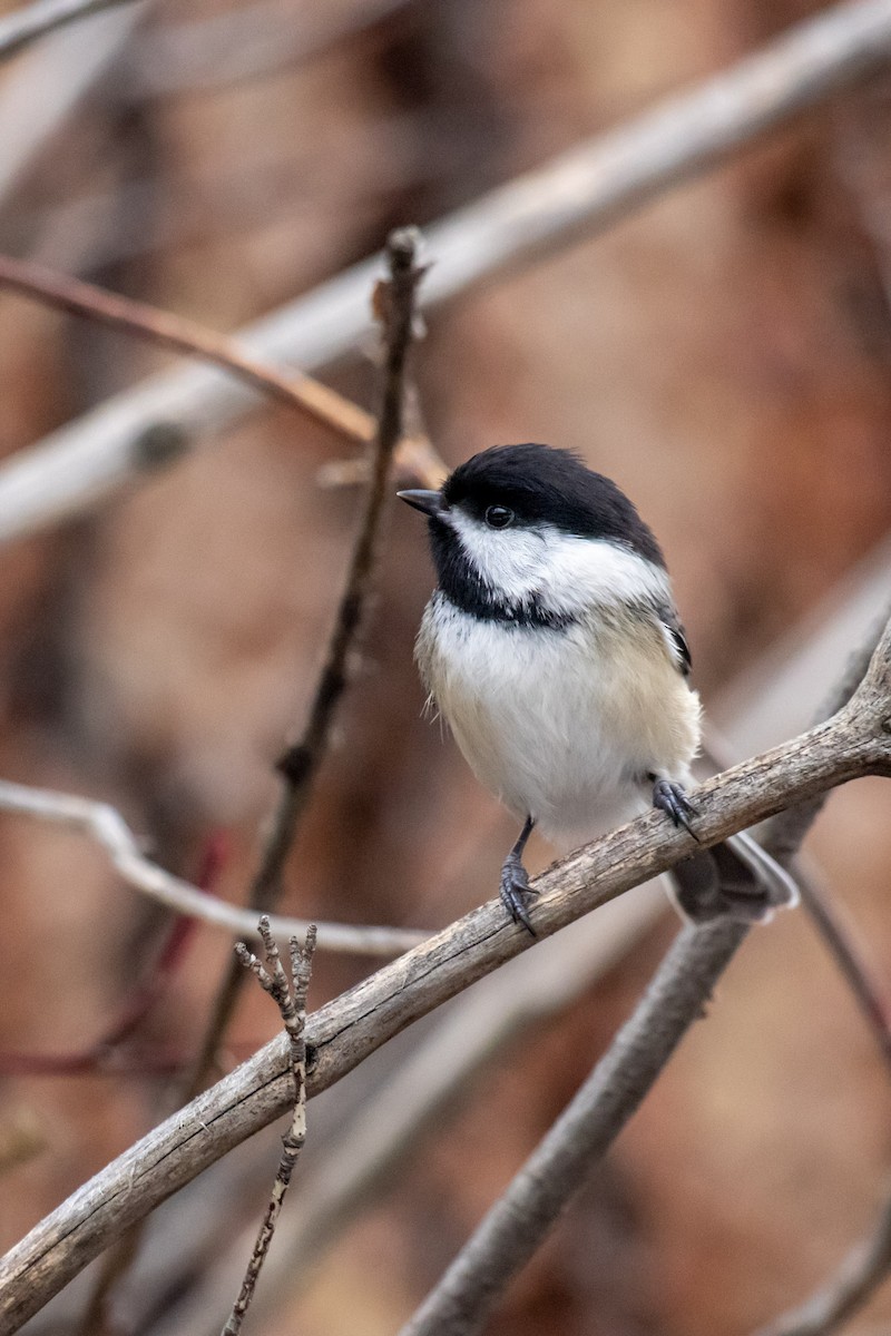 Mésange à tête noire - ML616012892