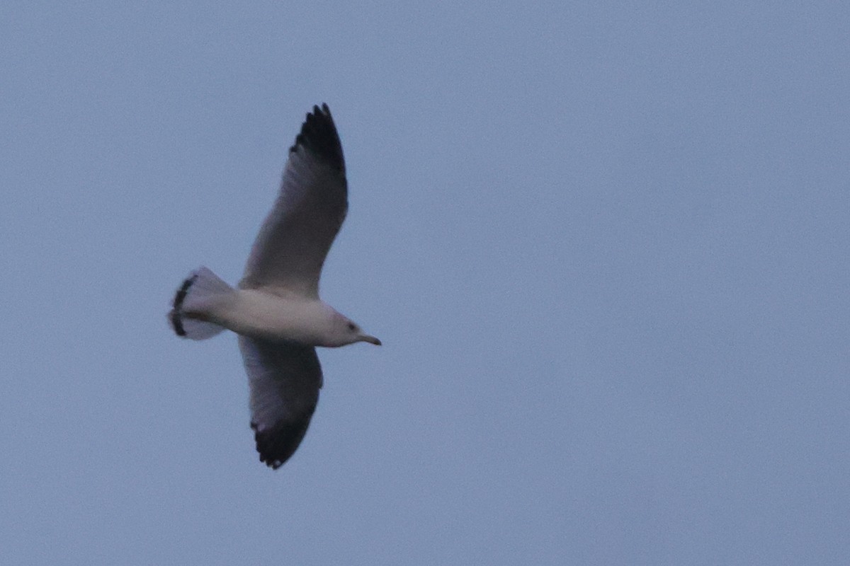 Ring-billed Gull - ML616012910