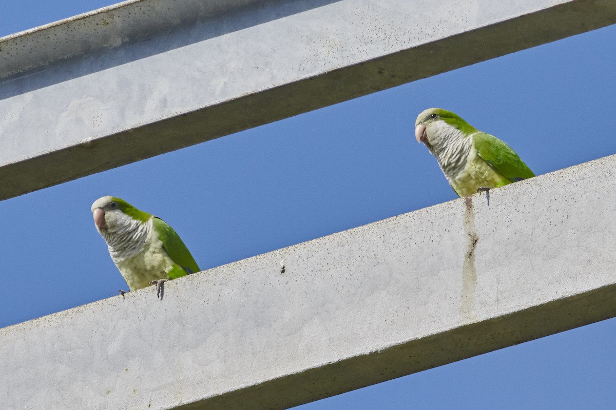 Monk Parakeet - ML616012981