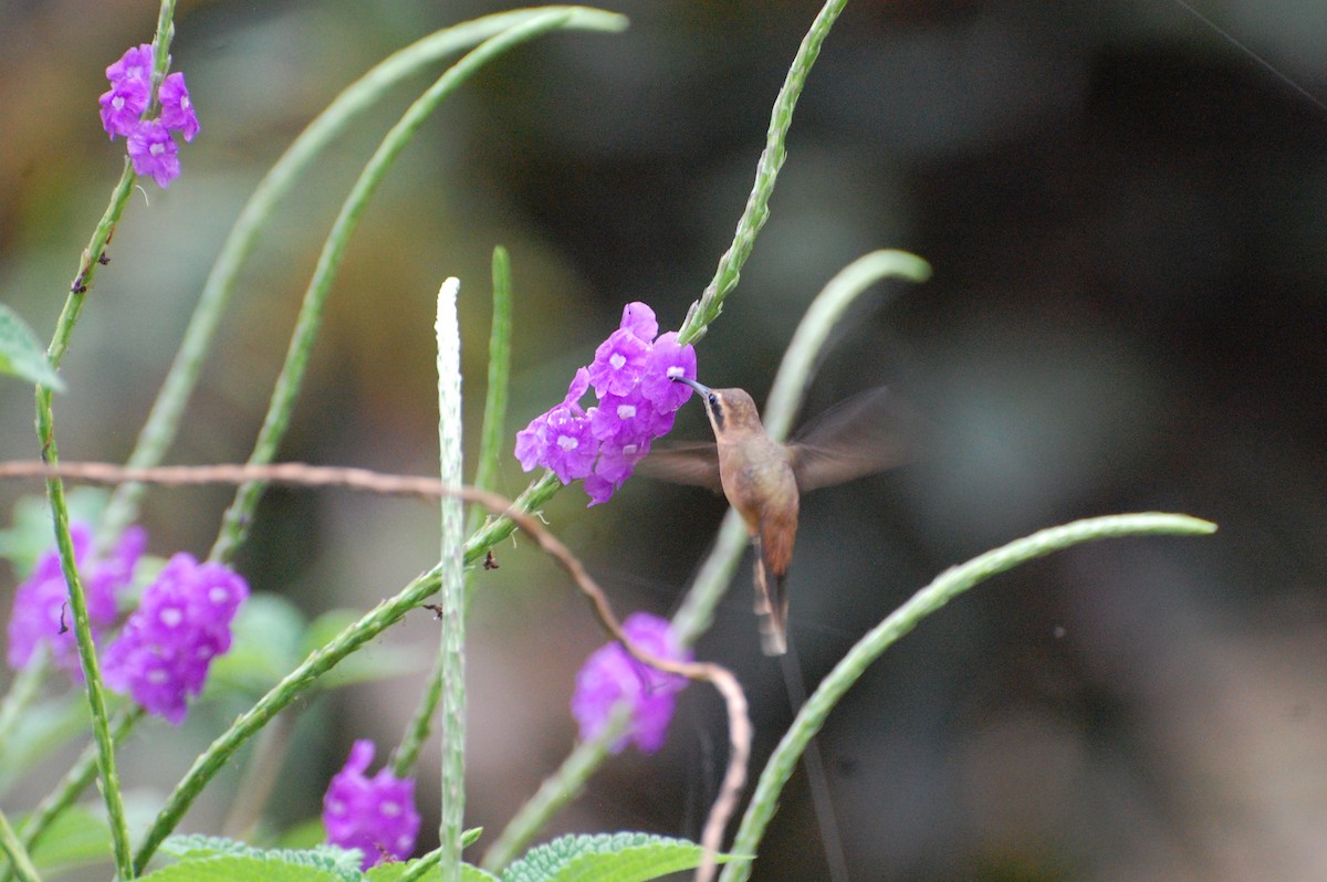 Stripe-throated Hermit - ML616013032