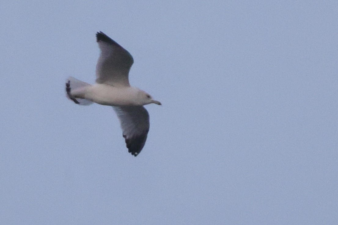 Ring-billed Gull - ML616013054