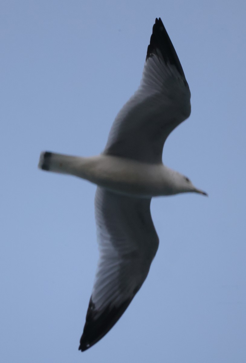 Ring-billed Gull - ML616013146