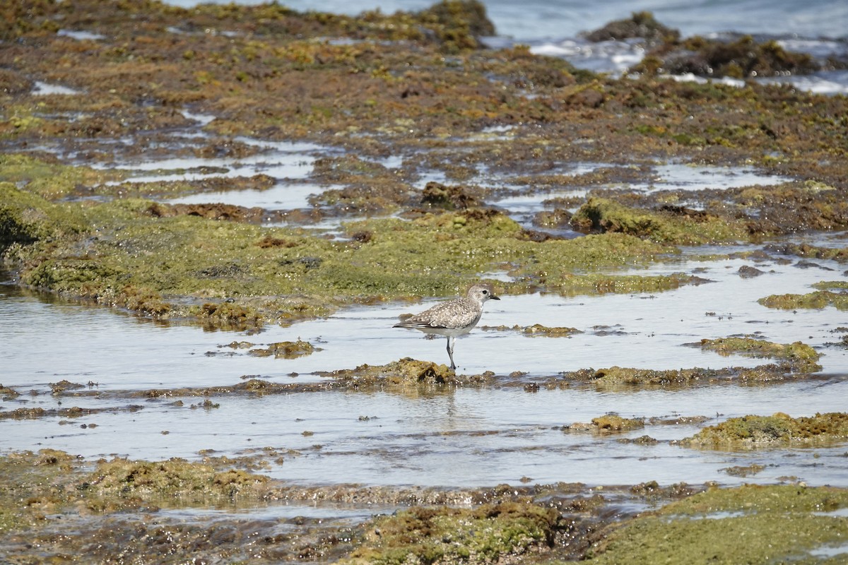 Black-bellied Plover - ML616013165