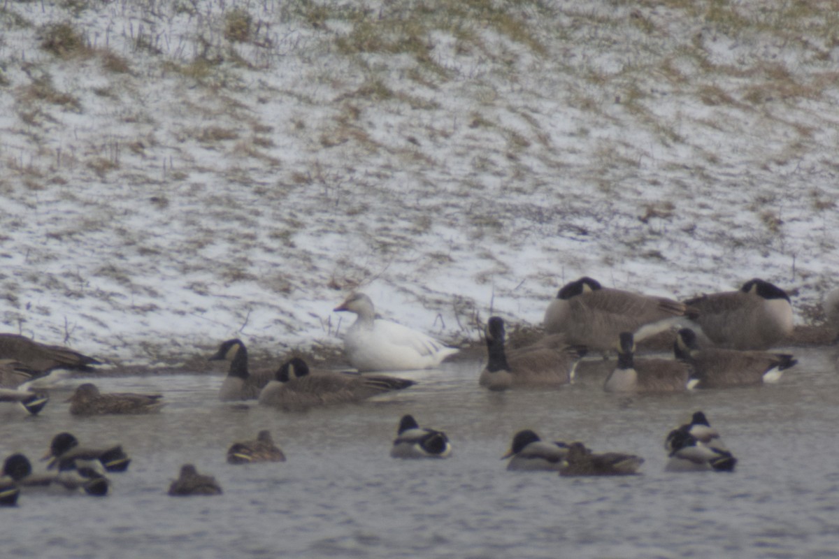 Snow Goose - ML616013206