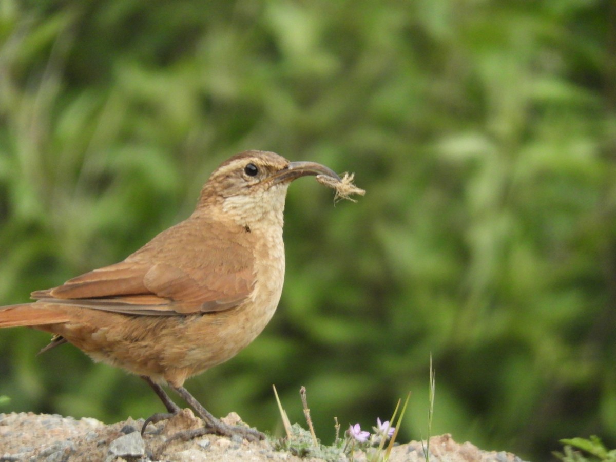 White-throated Earthcreeper - ML616013209