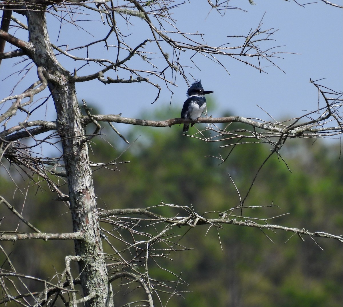 Belted Kingfisher - ML616013212