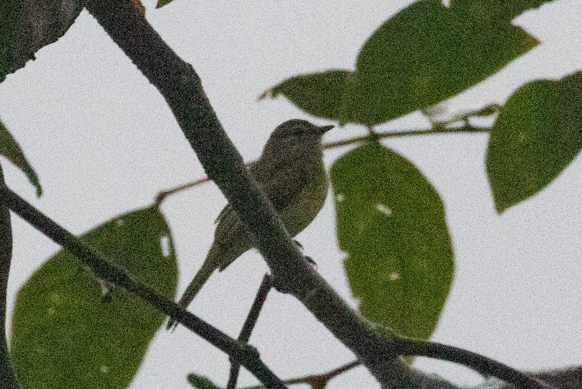 Sooty-headed Tyrannulet - Xiaoni Xu