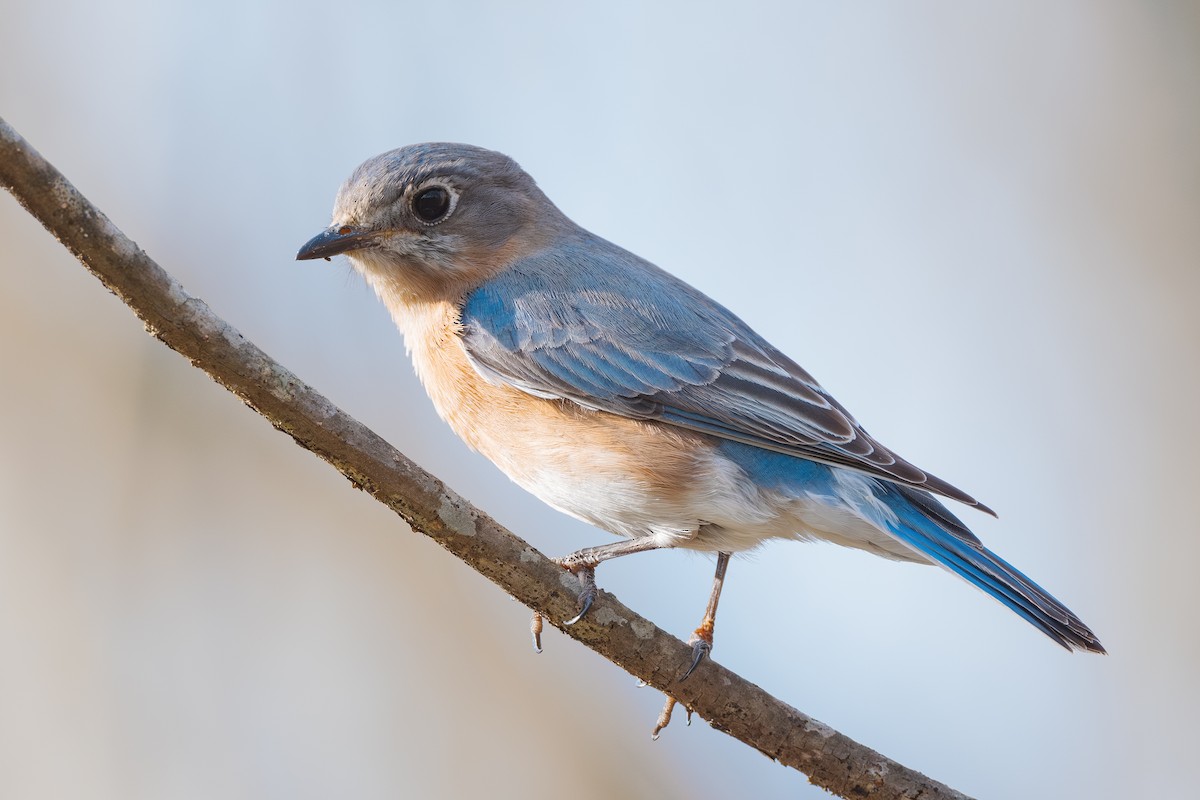 Eastern Bluebird - ML616013329