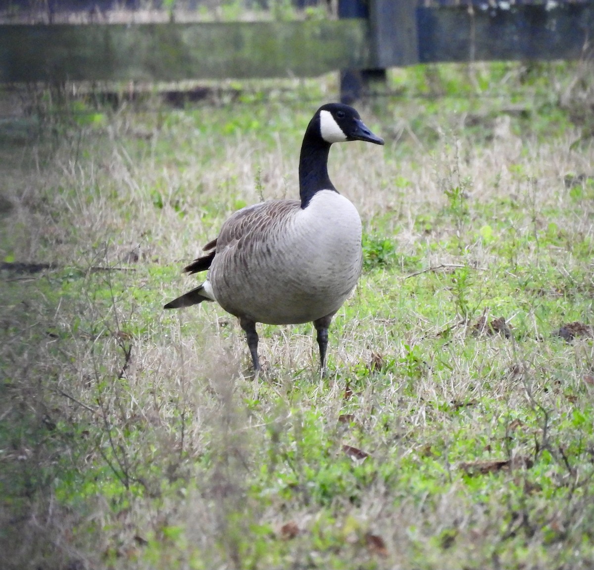 Canada Goose - Kathy Rigling