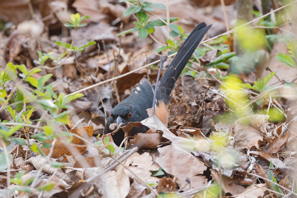 Eastern Towhee - ML616013342