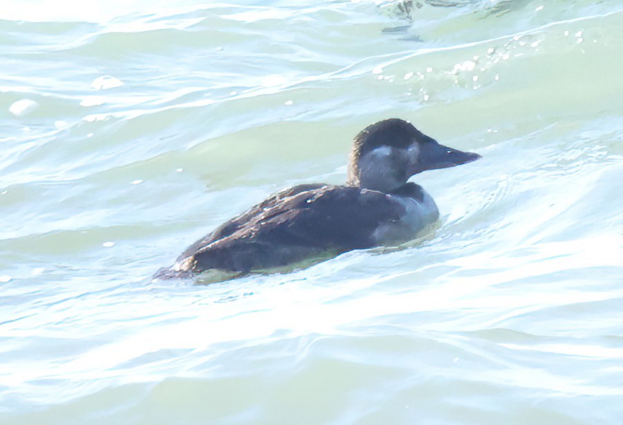 Surf Scoter - ML616013400