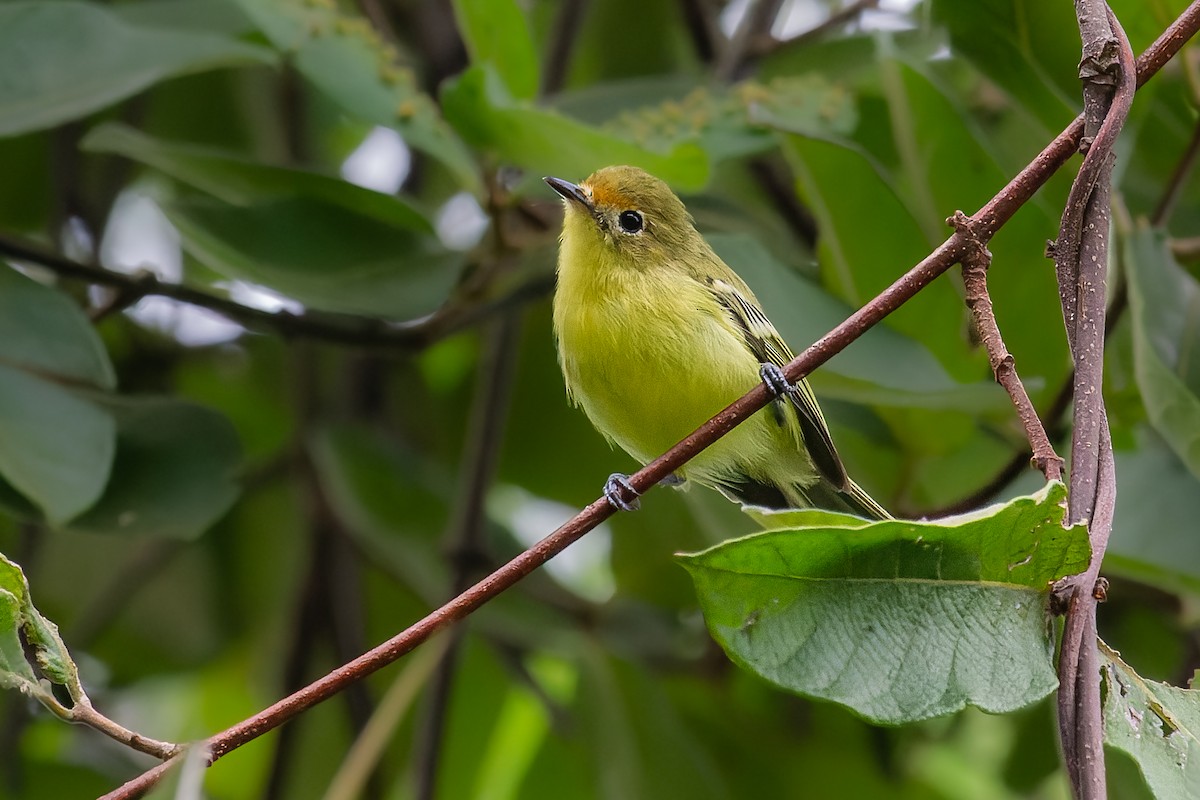 Minas Gerais Tyrannulet - ML616013426