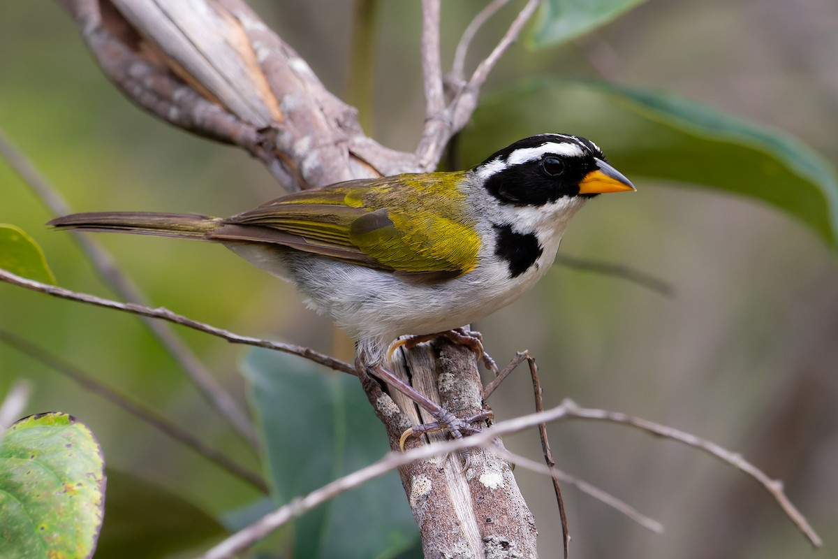 Sao Francisco Sparrow - ML616013443