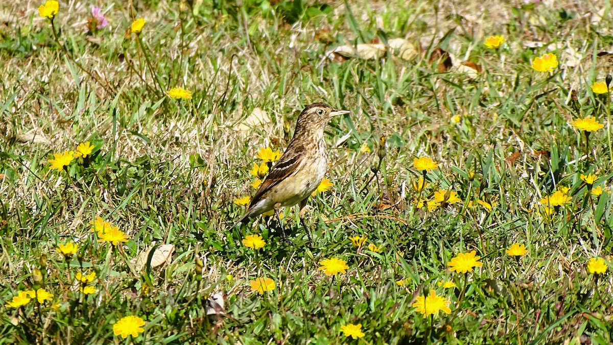 Spectacled Tyrant - ML616013507