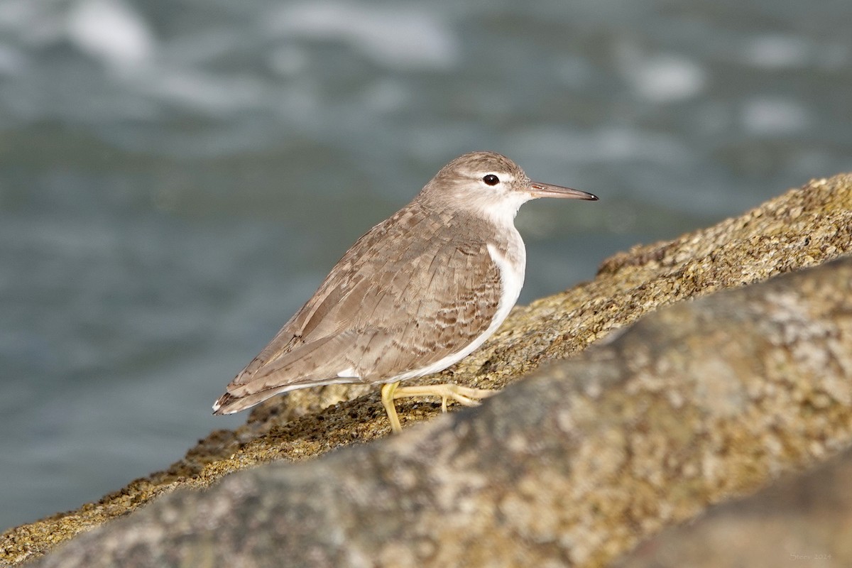 Spotted Sandpiper - ML616013525