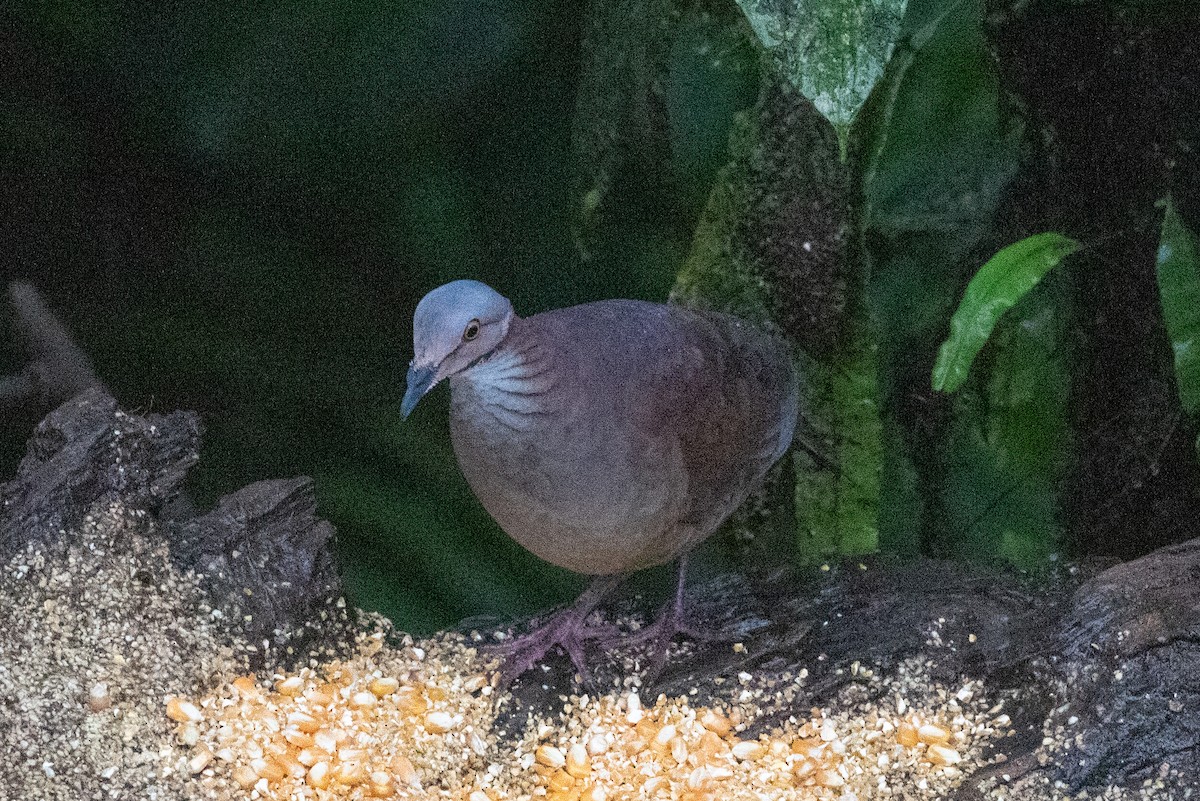 White-throated Quail-Dove - ML616013544