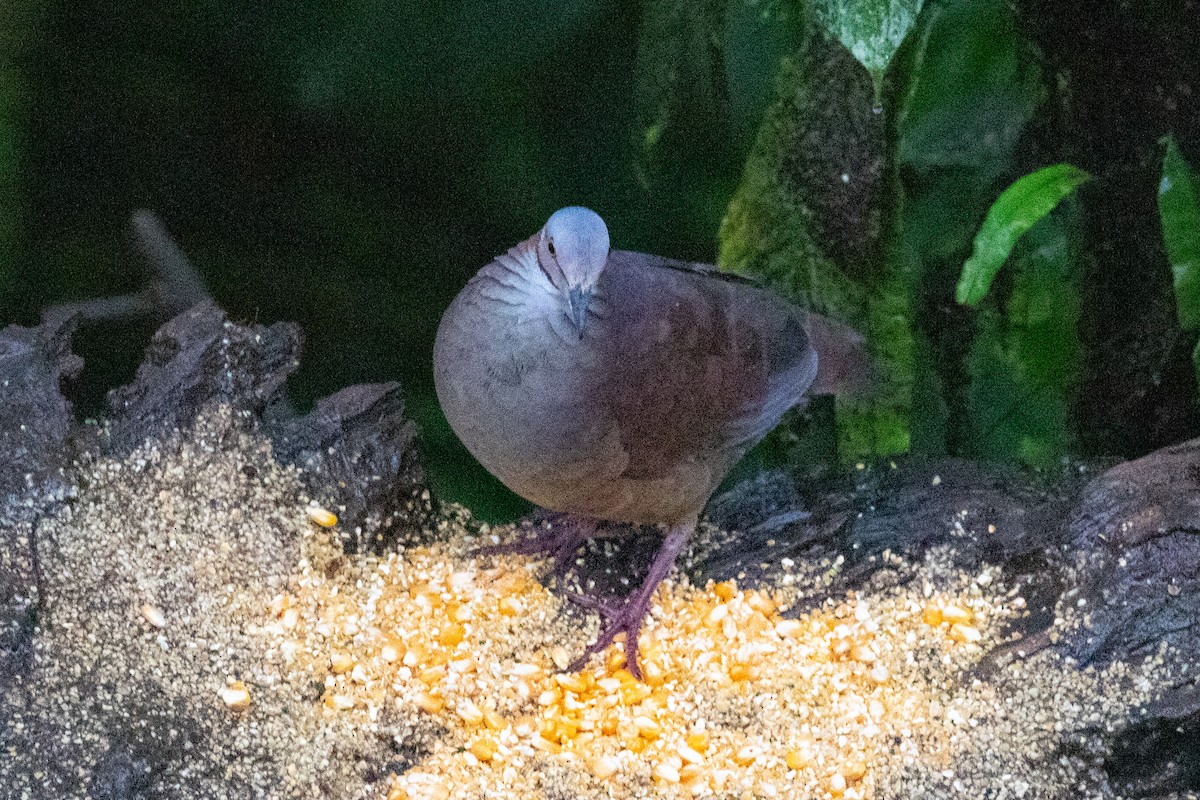 White-throated Quail-Dove - ML616013574