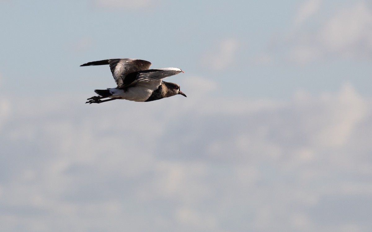 Southern Lapwing - ML616013582