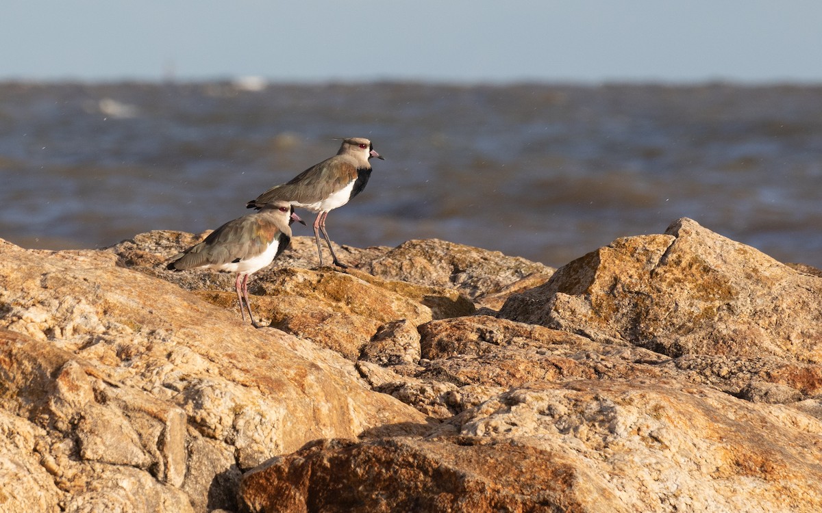 Southern Lapwing - ML616013588