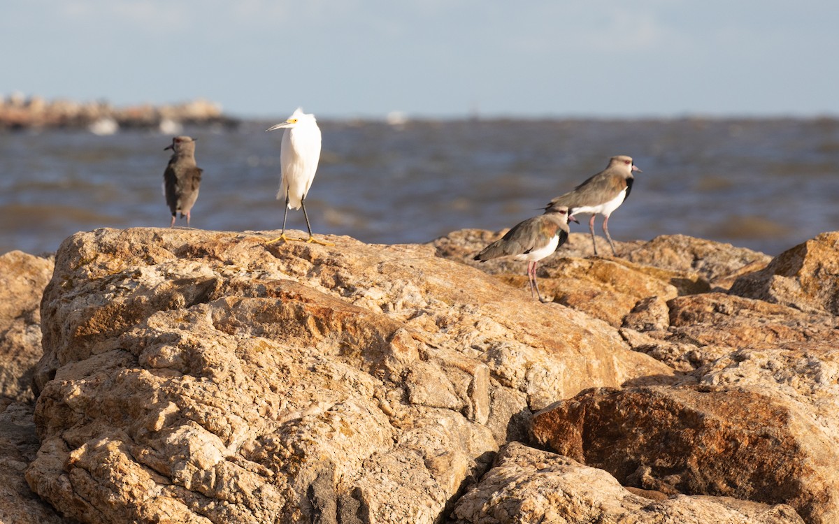 Southern Lapwing - PATRICK BEN SOUSSAN