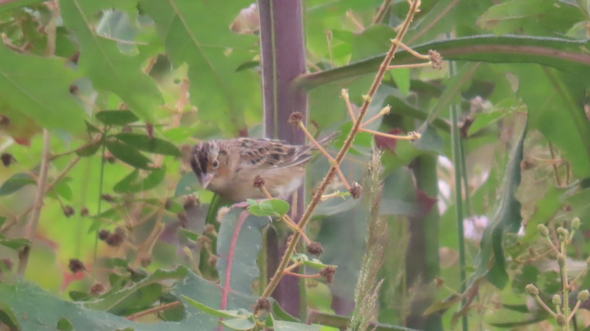 Grasshopper Sparrow - Mario Reyes Jr