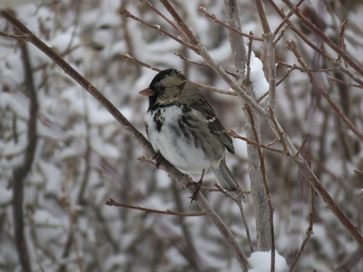 Harris's Sparrow - ML616013649