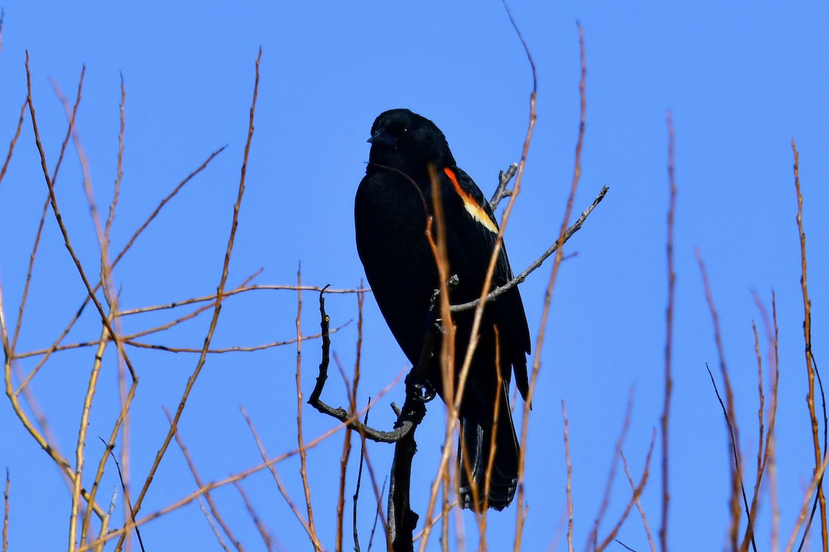 Red-winged Blackbird - Ron Terpstra