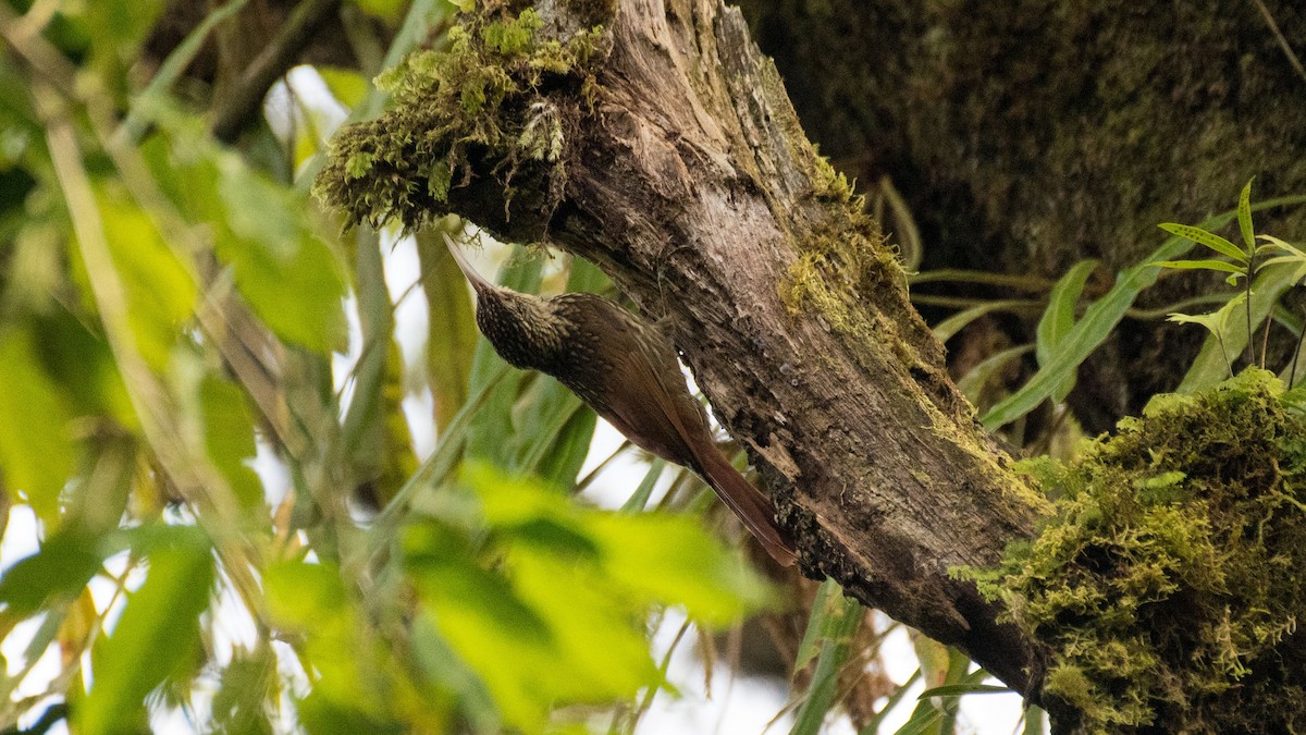 Ivory-billed Woodcreeper - Søren Poulsen