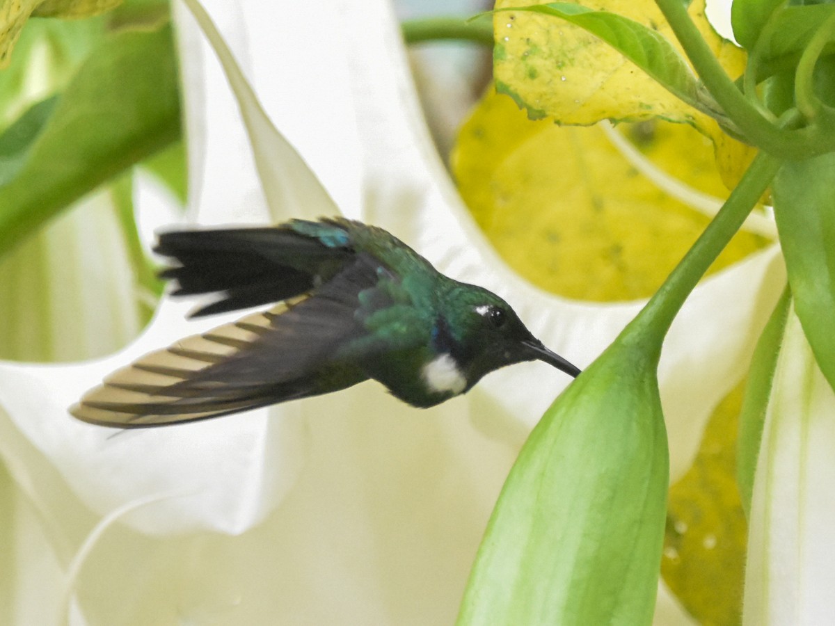 kolibřík bělohrdlý - ML616013748