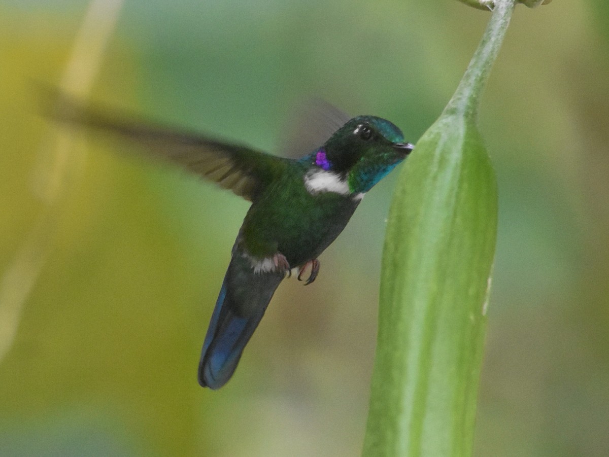 White-throated Daggerbill - ML616013749