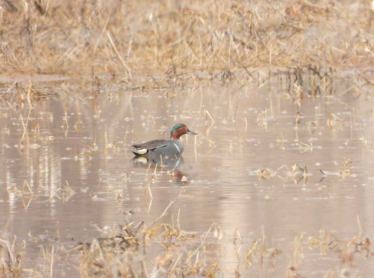 Green-winged Teal (American) - ML616013760